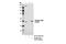 S-Phase Kinase Associated Protein 2 antibody, 14865S, Cell Signaling Technology, Immunoprecipitation image 