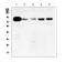 Cortactin antibody, A01253-1, Boster Biological Technology, Western Blot image 