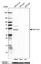 Family With Sequence Similarity 172 Member A antibody, NBP1-86774, Novus Biologicals, Western Blot image 