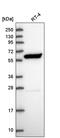 IKAROS Family Zinc Finger 4 antibody, PA5-65433, Invitrogen Antibodies, Western Blot image 
