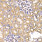 Leucine Aminopeptidase 3 antibody, LS-C349028, Lifespan Biosciences, Immunohistochemistry frozen image 