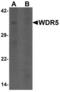 WD Repeat Domain 5 antibody, LS-B8824, Lifespan Biosciences, Western Blot image 