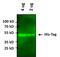 His tag antibody, MA1-21315-A488, Invitrogen Antibodies, Western Blot image 
