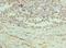 Peroxiredoxin 1 antibody, LS-C376404, Lifespan Biosciences, Immunohistochemistry frozen image 