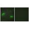TNF Superfamily Member 9 antibody, A06032, Boster Biological Technology, Immunofluorescence image 