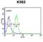 Rh Family B Glycoprotein (Gene/Pseudogene) antibody, abx034602, Abbexa, Western Blot image 