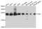 Chromobox 3 antibody, LS-C332014, Lifespan Biosciences, Western Blot image 