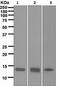 H2A Histone Family Member X antibody, ab124781, Abcam, Western Blot image 