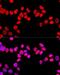 Splicing Factor Proline And Glutamine Rich antibody, LS-B13849, Lifespan Biosciences, Immunofluorescence image 