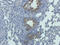 Receptor Interacting Serine/Threonine Kinase 2 antibody, orb360769, Biorbyt, Immunohistochemistry paraffin image 