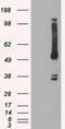 Oxidative Stress Responsive Kinase 1 antibody, TA500392S, Origene, Western Blot image 