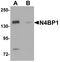 NEDD4 Binding Protein 1 antibody, LS-C144319, Lifespan Biosciences, Western Blot image 