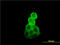 Tubulin Alpha 1b antibody, LS-C133639, Lifespan Biosciences, Immunofluorescence image 