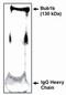 BUB1 Mitotic Checkpoint Serine/Threonine Kinase B antibody, PA1-12553, Invitrogen Antibodies, Western Blot image 