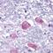 Parathyroid Hormone 2 Receptor antibody, PA1-32534, Invitrogen Antibodies, Immunohistochemistry frozen image 