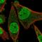 FRAT Regulator Of WNT Signaling Pathway 2 antibody, HPA049763, Atlas Antibodies, Immunofluorescence image 