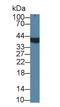 Alpha-Methylacyl-CoA Racemase antibody, LS-C663509, Lifespan Biosciences, Western Blot image 