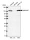 RAB3 GTPase Activating Protein Catalytic Subunit 1 antibody, NBP2-38206, Novus Biologicals, Western Blot image 