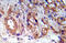 TSC Complex Subunit 2 antibody, AP20915PU-N, Origene, Immunohistochemistry frozen image 