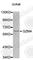 Granzyme A antibody, A0100, ABclonal Technology, Western Blot image 