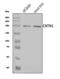 Contactin 1 antibody, A04538-2, Boster Biological Technology, Western Blot image 