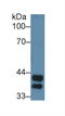 Haptoglobin antibody, LS-C374036, Lifespan Biosciences, Western Blot image 