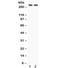 Otoferlin antibody, R32323, NSJ Bioreagents, Western Blot image 