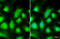 AKT Serine/Threonine Kinase 3 antibody, GTX113312, GeneTex, Immunofluorescence image 