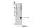 Caspase 14 antibody, 8519S, Cell Signaling Technology, Western Blot image 