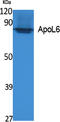 Apolipoprotein L6 antibody, A12784, Boster Biological Technology, Western Blot image 