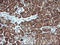 Mitogen-Activated Protein Kinase Kinase 1 antibody, LS-C174664, Lifespan Biosciences, Immunohistochemistry frozen image 