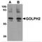Golgi Membrane Protein 1 antibody, MBS151486, MyBioSource, Western Blot image 