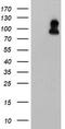 GCPII antibody, TA504568S, Origene, Western Blot image 