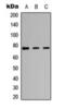 Protein Kinase C Iota antibody, orb393138, Biorbyt, Western Blot image 