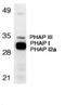 Acidic Nuclear Phosphoprotein 32 Family Member A antibody, orb88724, Biorbyt, Western Blot image 
