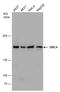 Structural Maintenance Of Chromosomes 4 antibody, GTX130649, GeneTex, Western Blot image 