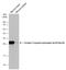 Troponin I3, Cardiac Type antibody, GTX133976, GeneTex, Western Blot image 