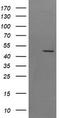 Synaptotagmin 4 antibody, LS-C174547, Lifespan Biosciences, Western Blot image 