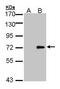 Unc-51 Like Kinase 4 antibody, GTX105365, GeneTex, Western Blot image 