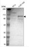 Clock Circadian Regulator antibody, NBP1-88615, Novus Biologicals, Western Blot image 