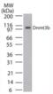 DNA (cytosine-5)-methyltransferase 3B antibody, ALX-804-233-C100, Enzo Life Sciences, Western Blot image 