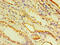 ADP Ribosylation Factor 6 antibody, CSB-PA001996LA01HU, Cusabio, Immunohistochemistry frozen image 