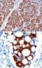 Pyruvate Dehydrogenase Complex Component X antibody, NB100-1496, Novus Biologicals, Immunohistochemistry frozen image 