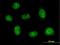 RNA Binding Motif Protein 41 antibody, H00055285-B01P, Novus Biologicals, Immunofluorescence image 