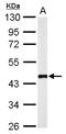 Flotillin 2 antibody, LS-C185355, Lifespan Biosciences, Western Blot image 