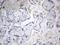 Transforming Acidic Coiled-Coil Containing Protein 2 antibody, NBP2-46058, Novus Biologicals, Immunohistochemistry paraffin image 
