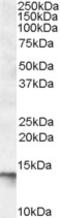 U2 Small Nuclear RNA Auxiliary Factor 1 Like 4 antibody, 46-759, ProSci, Western Blot image 