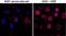 Phosphotyrosine antibody, MA5-27977, Invitrogen Antibodies, Immunofluorescence image 
