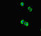 Leucine Rich Repeat Protein 1 antibody, LS-C678516, Lifespan Biosciences, Immunofluorescence image 