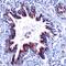 Sonic hedgehog protein antibody, PA5-32594, Invitrogen Antibodies, Immunohistochemistry paraffin image 